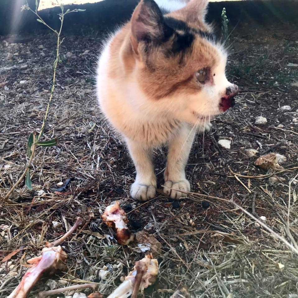 PEGGY THE RESCUED CAT FROM THE SOUTH