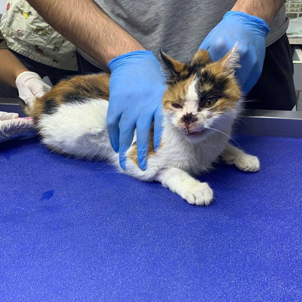 PEGGY THE RESCUED CAT FROM THE SOUTH