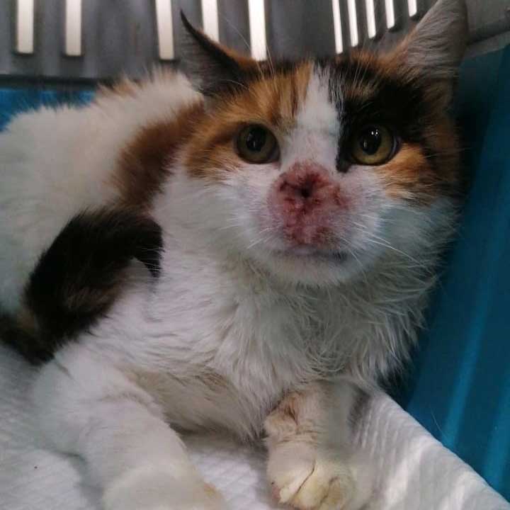 PEGGY THE RESCUED CAT FROM THE SOUTH