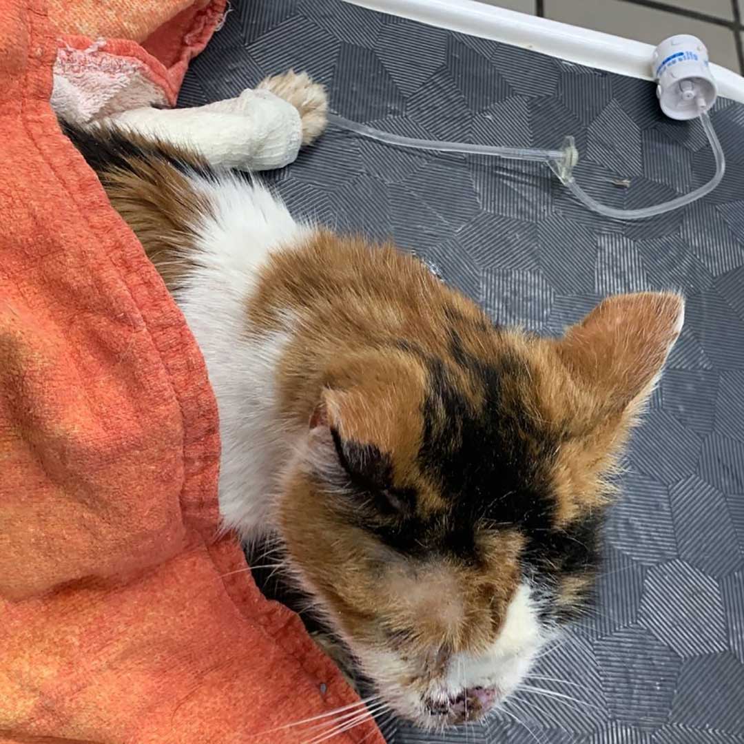 PEGGY THE RESCUED CAT FROM THE SOUTH