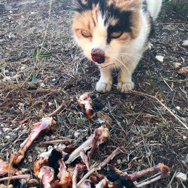 PEGGY THE RESCUED CAT FROM THE SOUTH