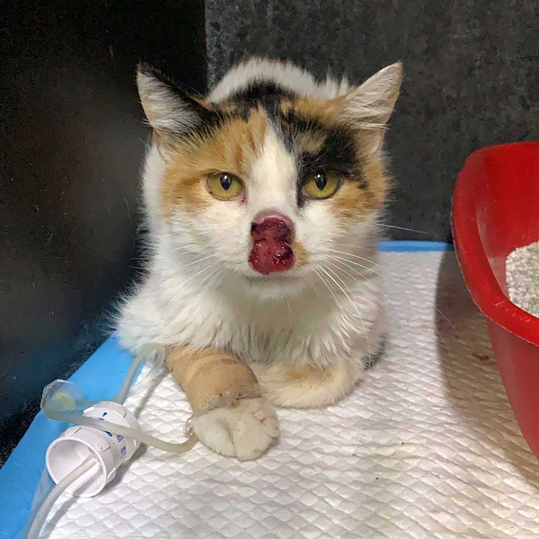 PEGGY THE RESCUED CAT FROM THE SOUTH