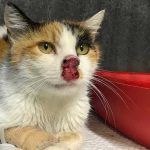 PEGGY THE RESCUED CAT FROM THE SOUTH