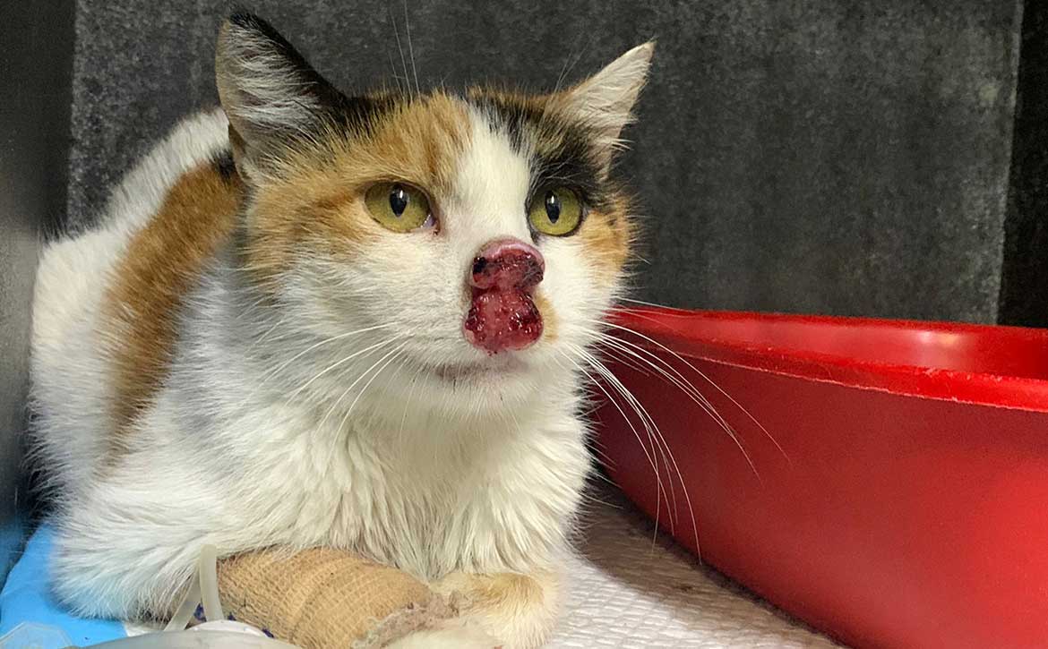 PEGGY THE RESCUED CAT FROM THE SOUTH