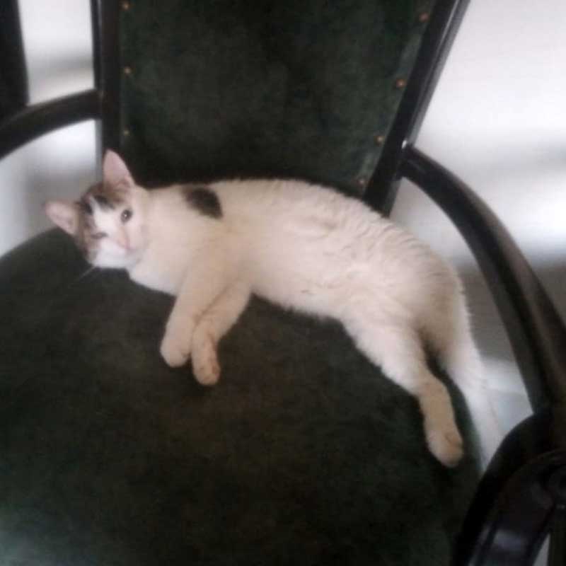 FLORY OR THE CAT'S SAVED EYE