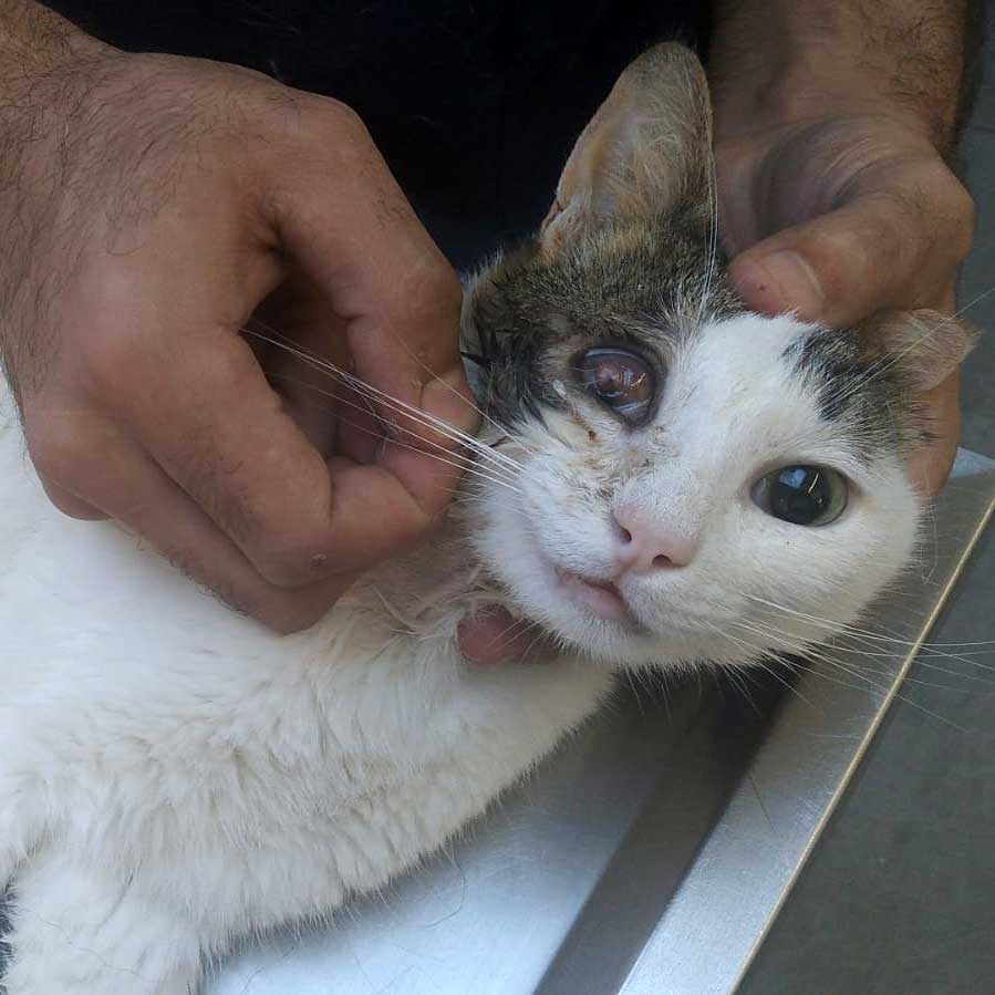 FLORY OR THE CAT'S SAVED EYE