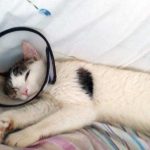 FLORY OR THE CAT'S SAVED EYE
