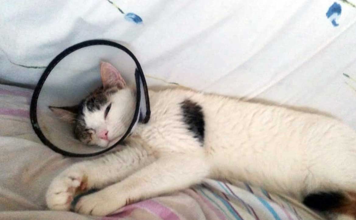 FLORY OR THE CAT'S SAVED EYE