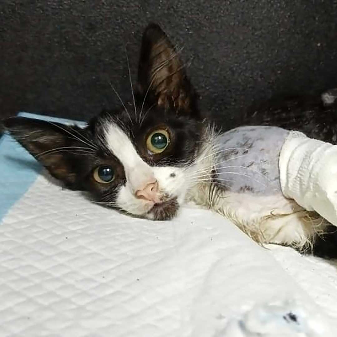 HOPE THE AMPUTATED CAT TO RETURN TO THE STREET