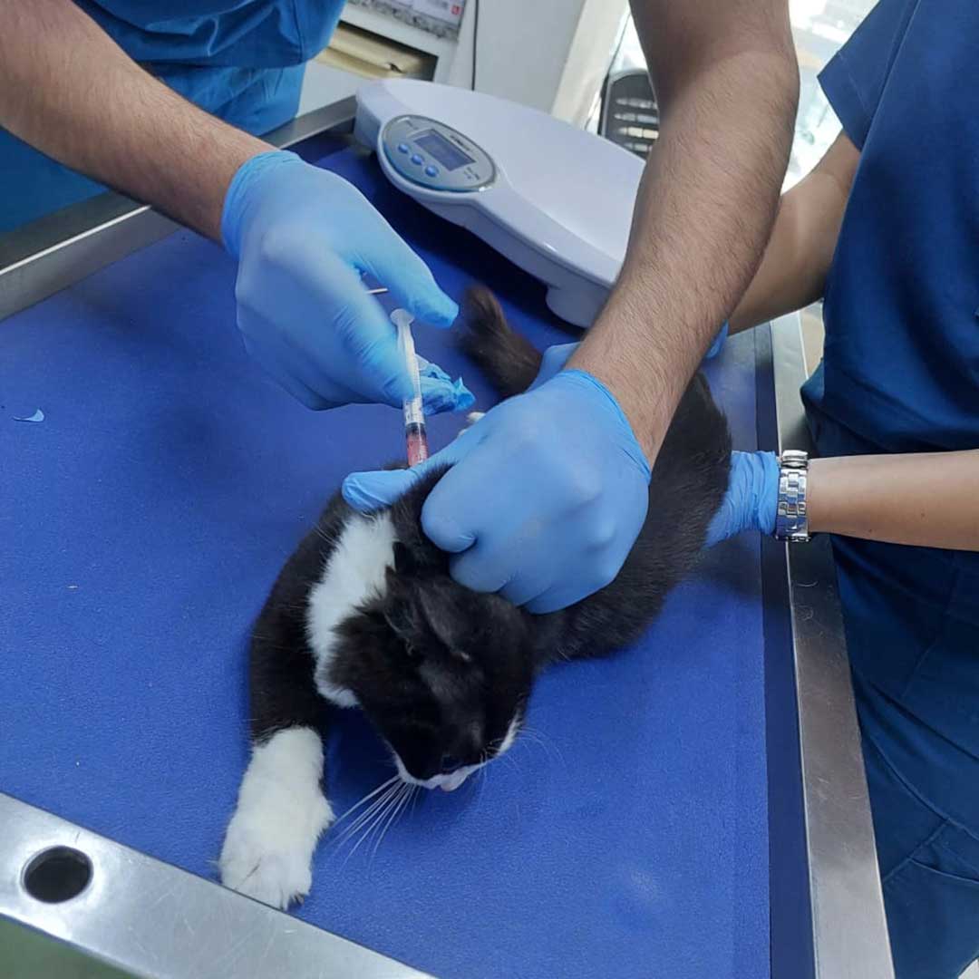 HOPE THE AMPUTATED CAT TO RETURN TO THE STREET
