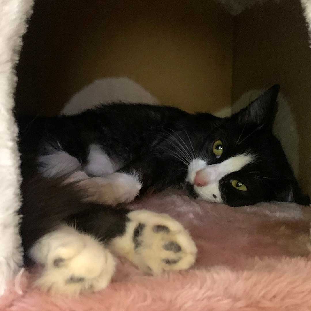HOPE THE AMPUTATED CAT TO RETURN TO THE STREET