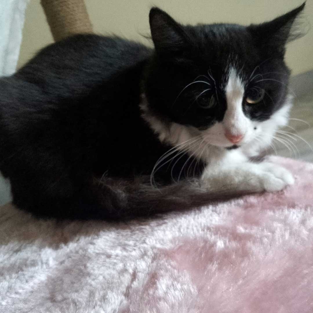 HOPE THE AMPUTATED CAT TO RETURN TO THE STREET