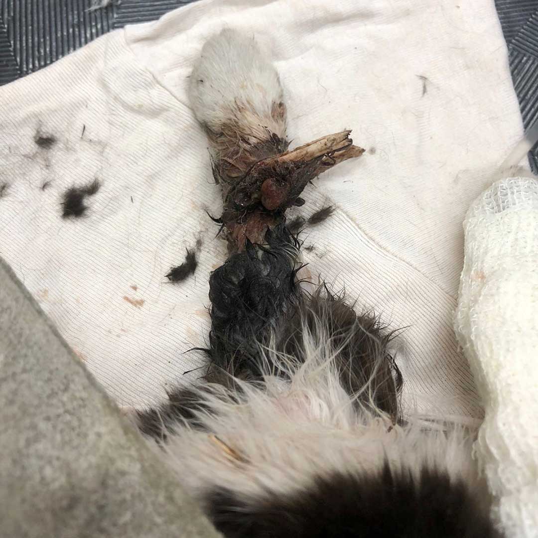 HOPE THE AMPUTATED CAT TO RETURN TO THE STREET