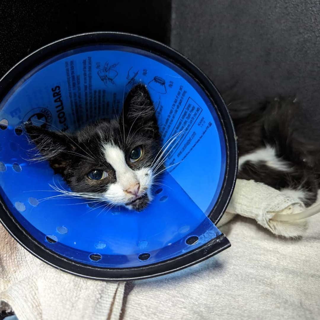 HOPE THE AMPUTATED CAT TO RETURN TO THE STREET