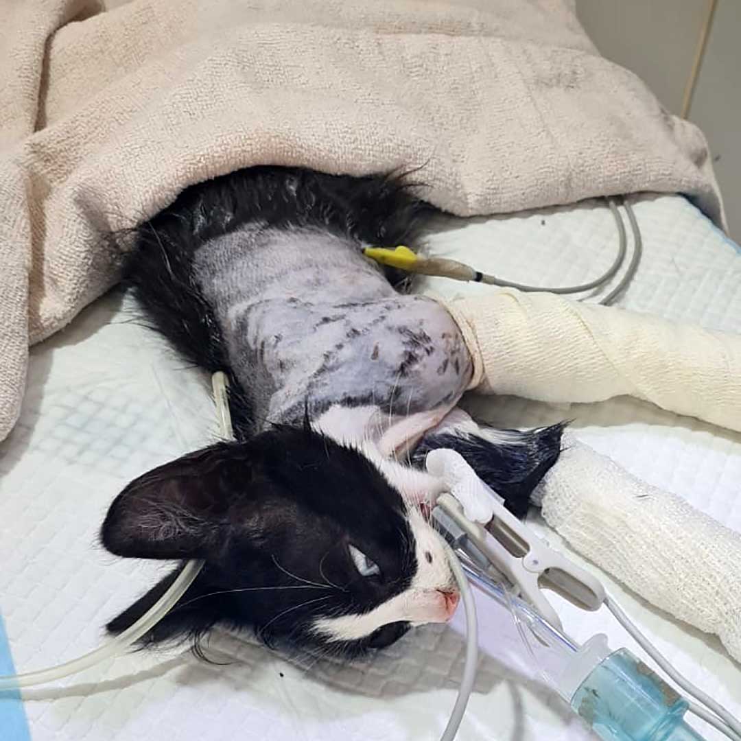 HOPE THE AMPUTATED CAT TO RETURN TO THE STREET