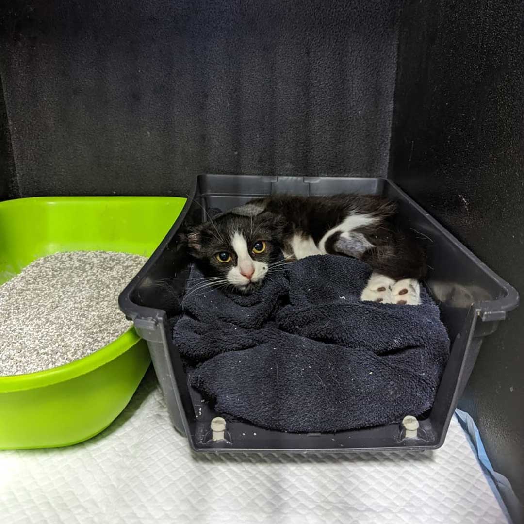 HOPE THE AMPUTATED CAT TO RETURN TO THE STREET