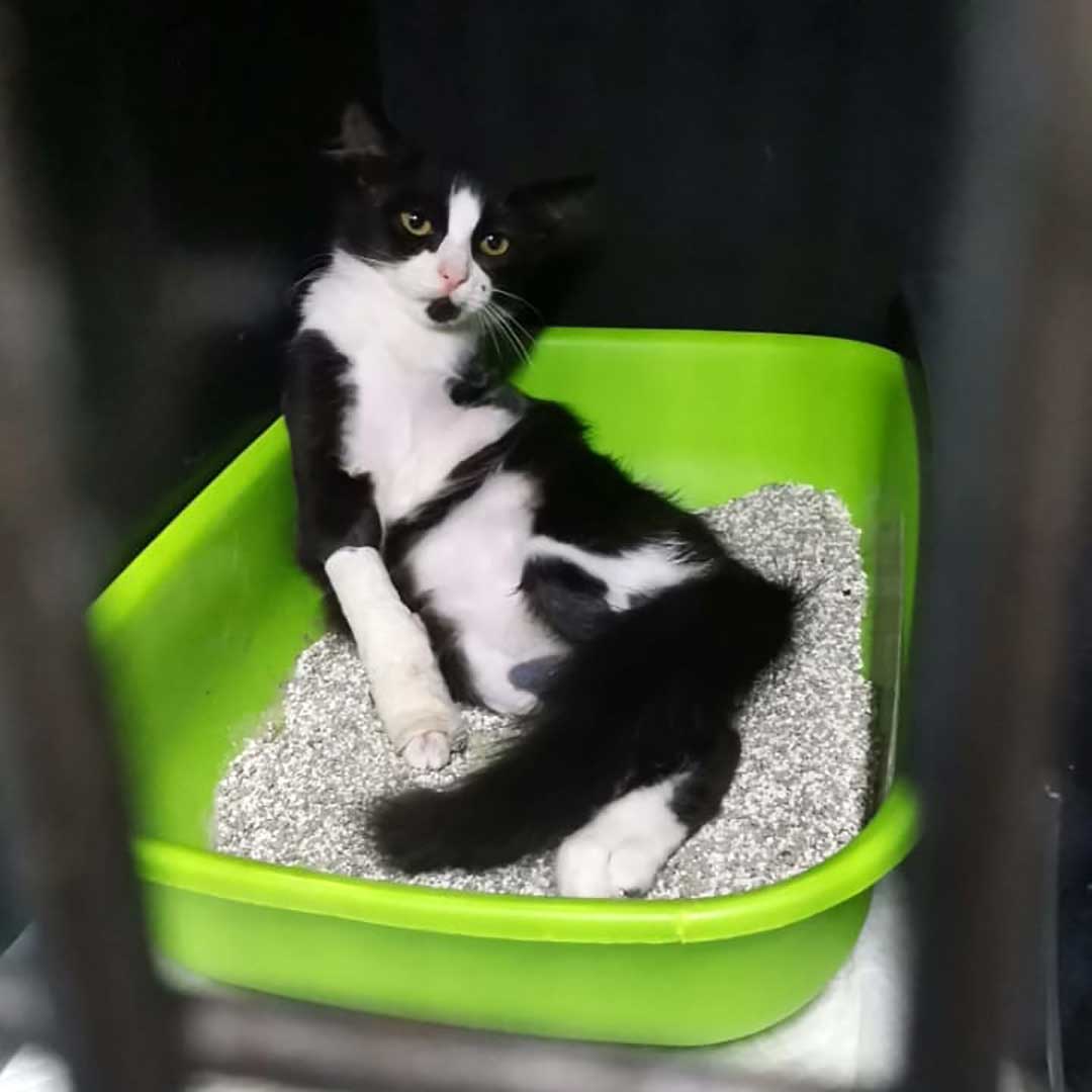 HOPE THE AMPUTATED CAT TO RETURN TO THE STREET