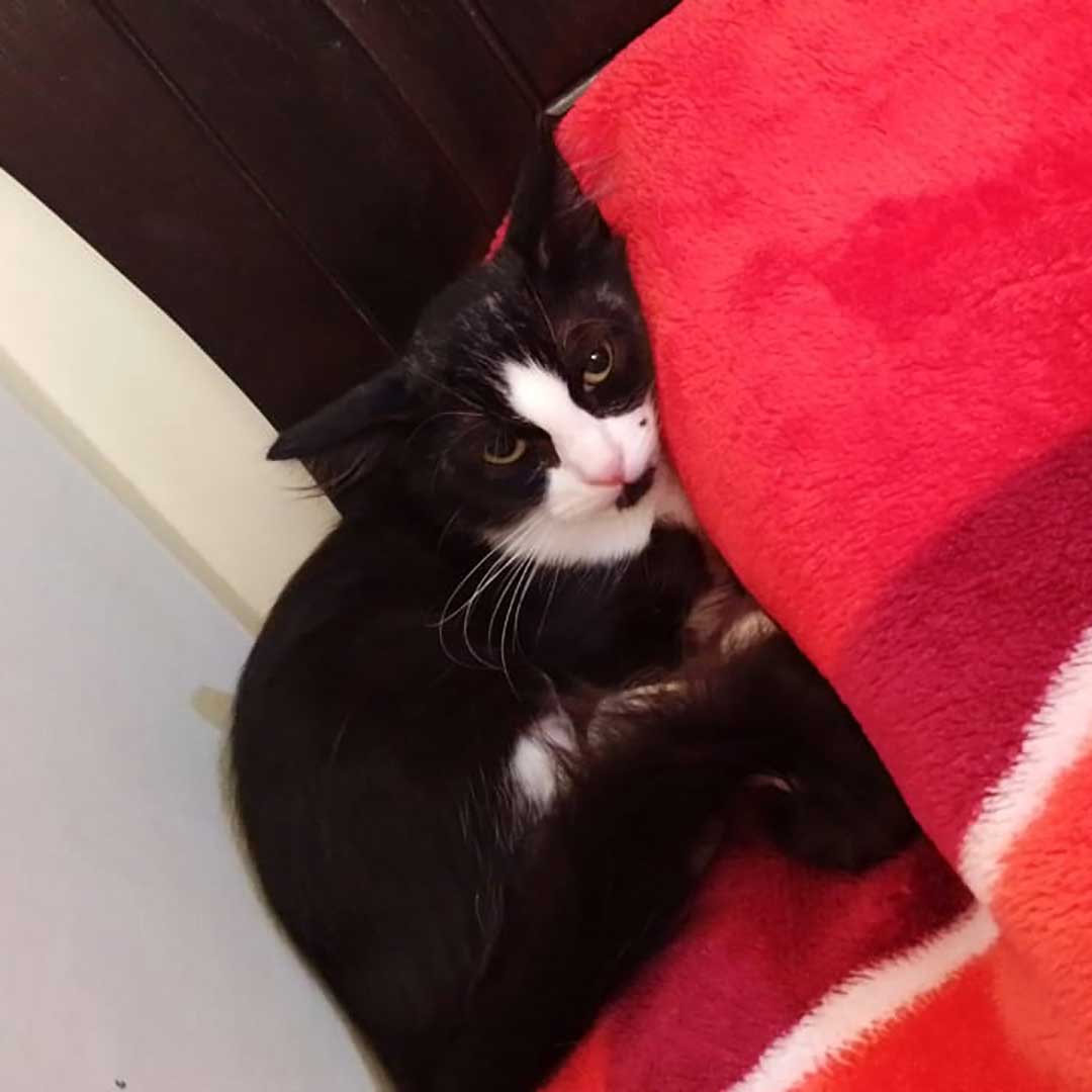 HOPE THE AMPUTATED CAT TO RETURN TO THE STREET