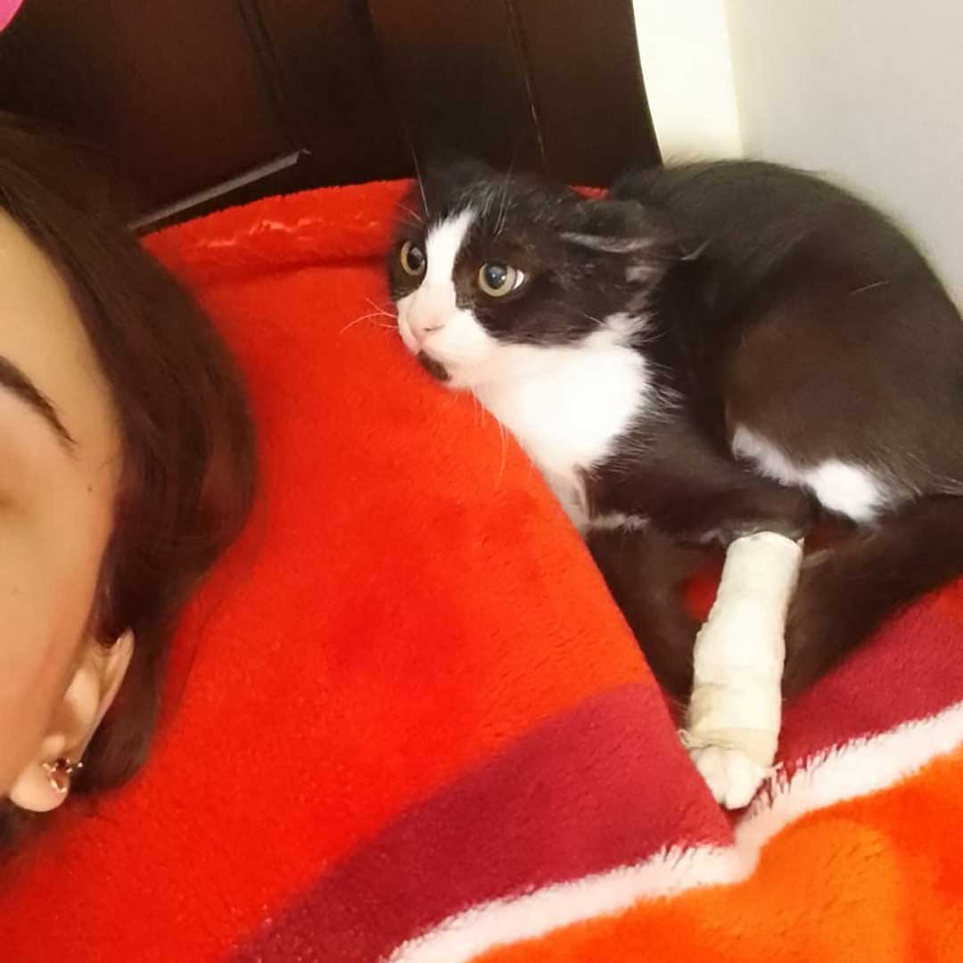 HOPE THE AMPUTATED CAT TO RETURN TO THE STREET