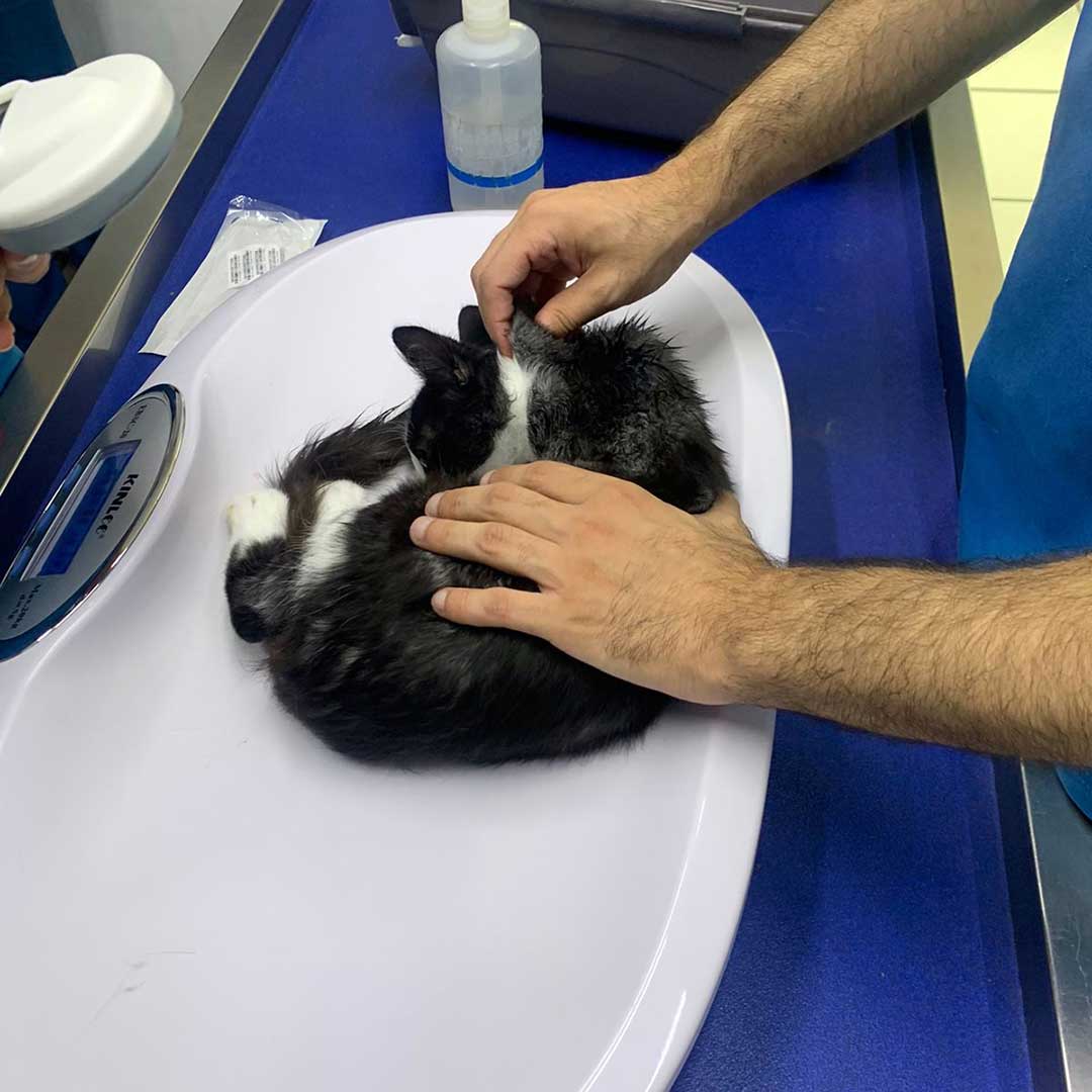 HOPE THE AMPUTATED CAT TO RETURN TO THE STREET
