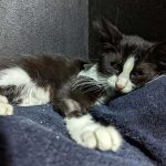 HOPE THE AMPUTATED CAT TO RETURN TO THE STREET