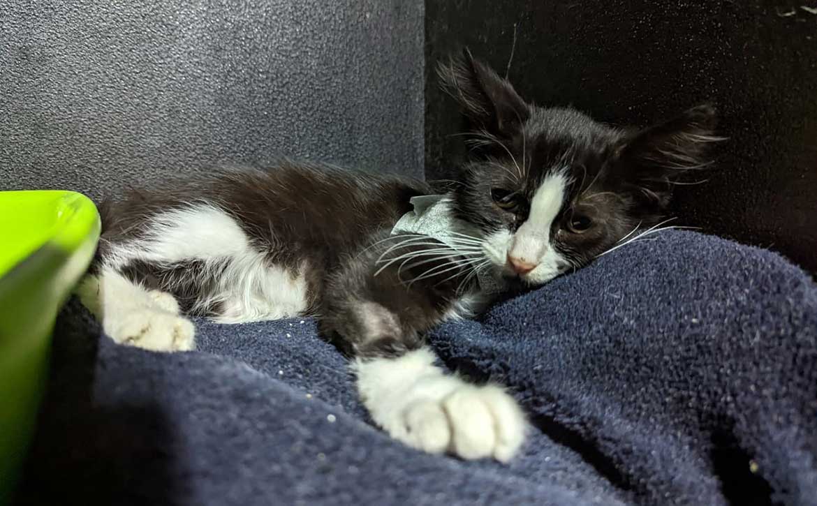 HOPE THE AMPUTATED CAT TO RETURN TO THE STREET