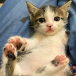 LILOU THE KITTEN RESCUED WITH A MISSING PAW