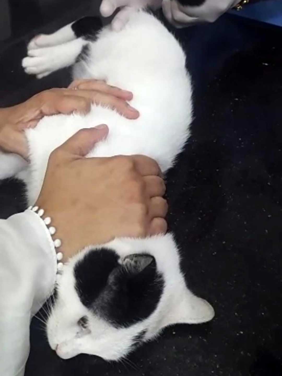 OLIVER THE CAT WHO STOPPED EATING BECAUSE OF HIS TEETH