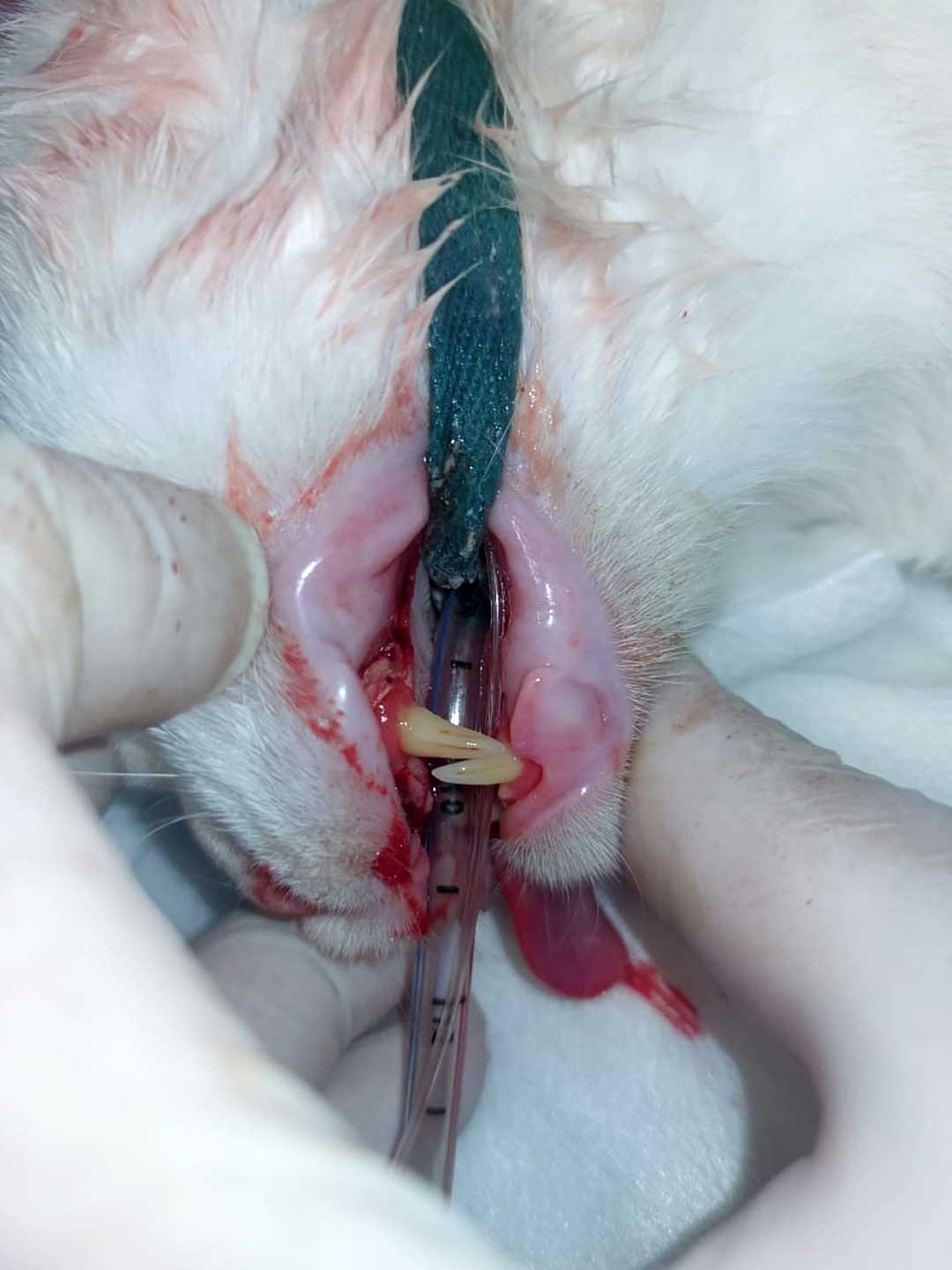 OLIVER THE CAT WHO STOPPED EATING BECAUSE OF HIS TEETH
