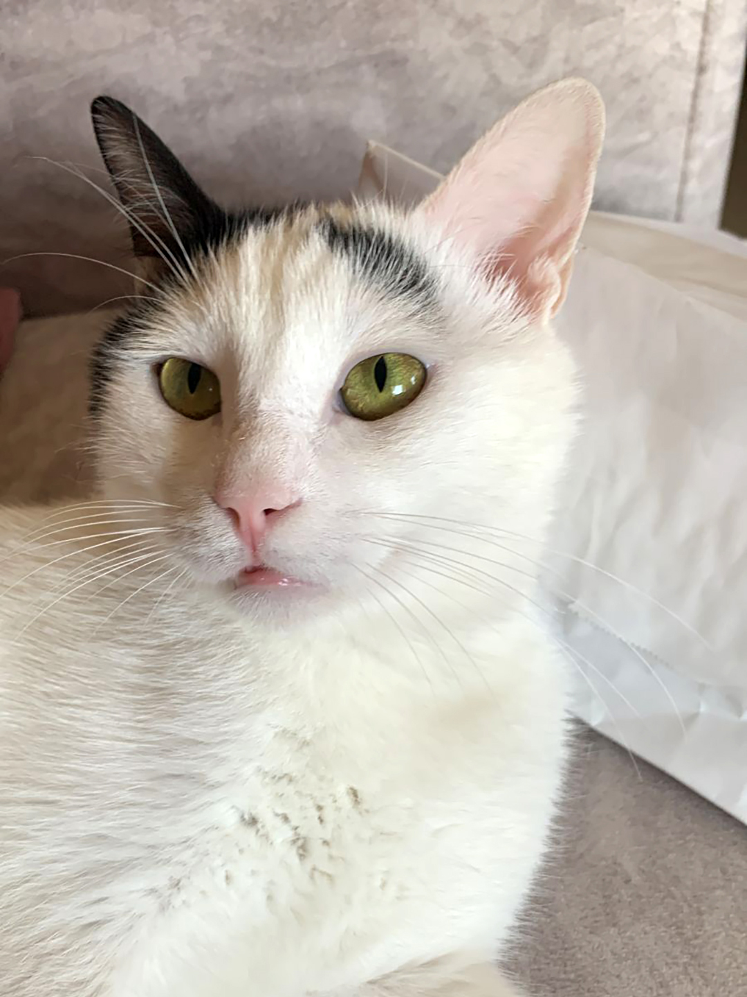 OLIVER THE CAT WHO STOPPED EATING BECAUSE OF HIS TEETH