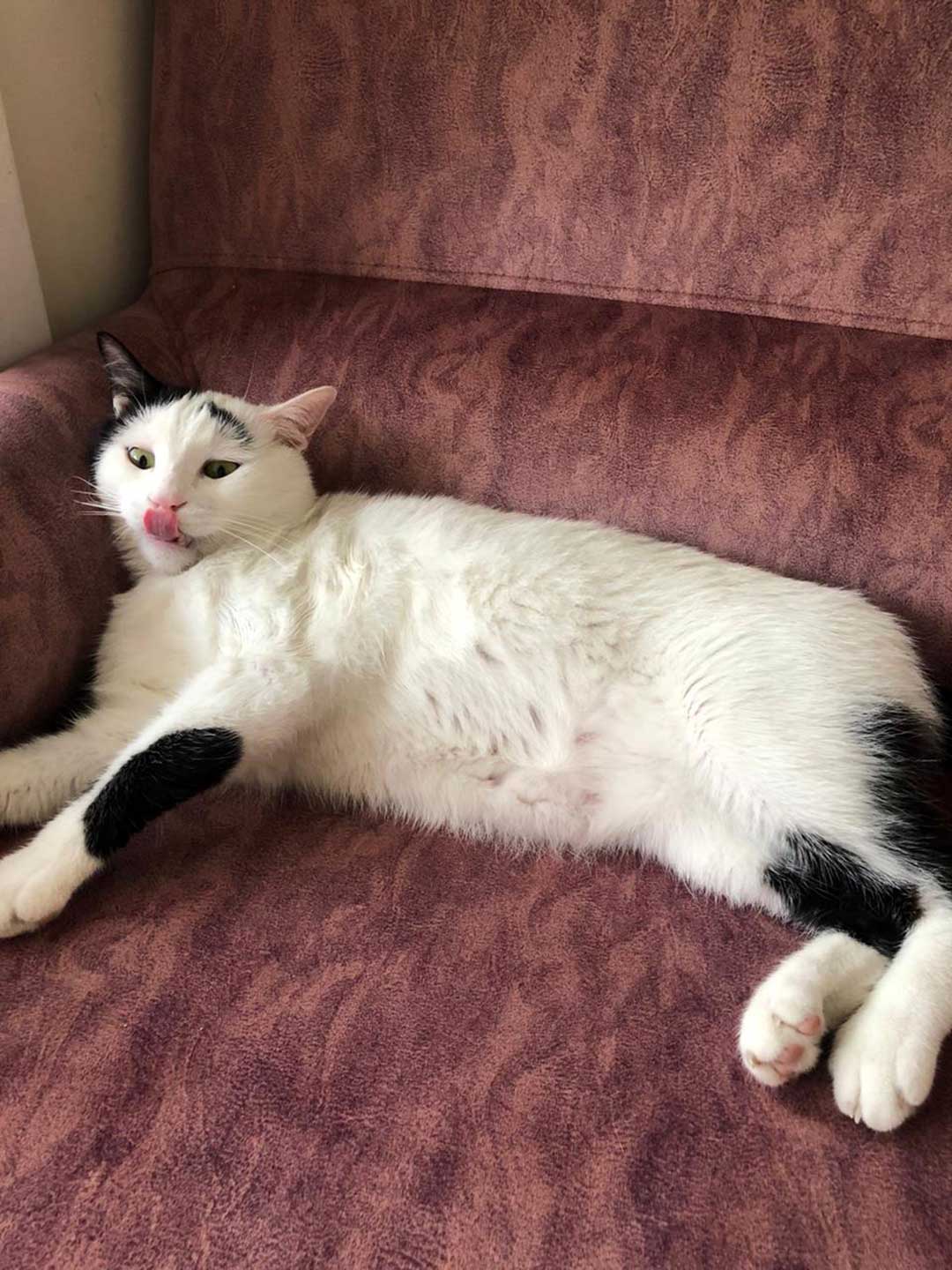 OLIVER THE CAT WHO STOPPED EATING BECAUSE OF HIS TEETH