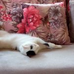 OLIVER THE CAT WHO STOPPED EATING BECAUSE OF HIS TEETH