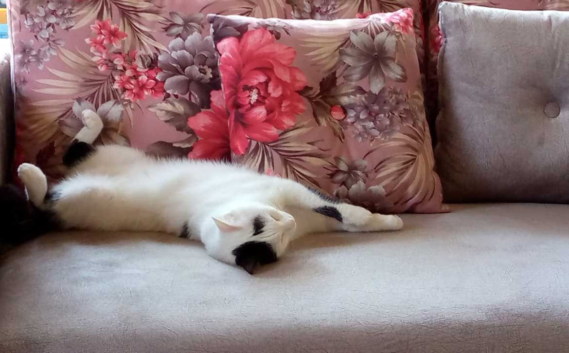OLIVER THE CAT WHO STOPPED EATING BECAUSE OF HIS TEETH