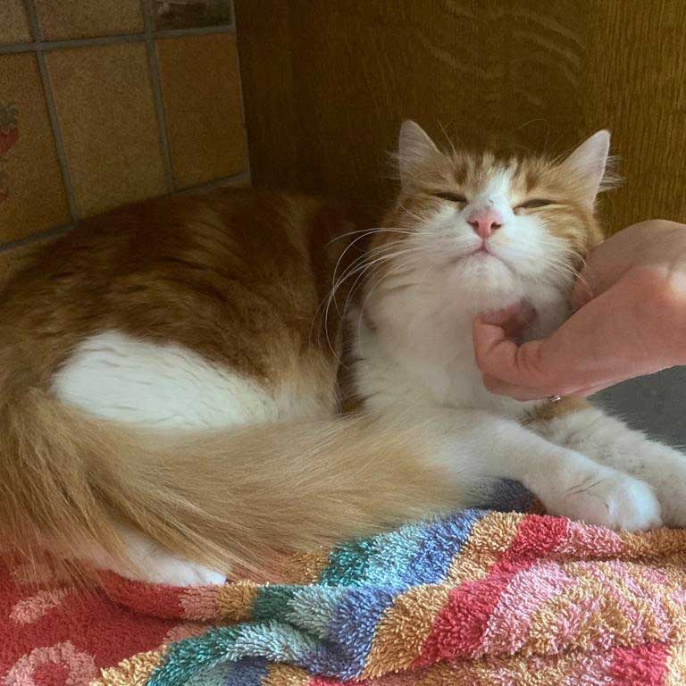 LOUNA: AN UNWANTED KITTEN