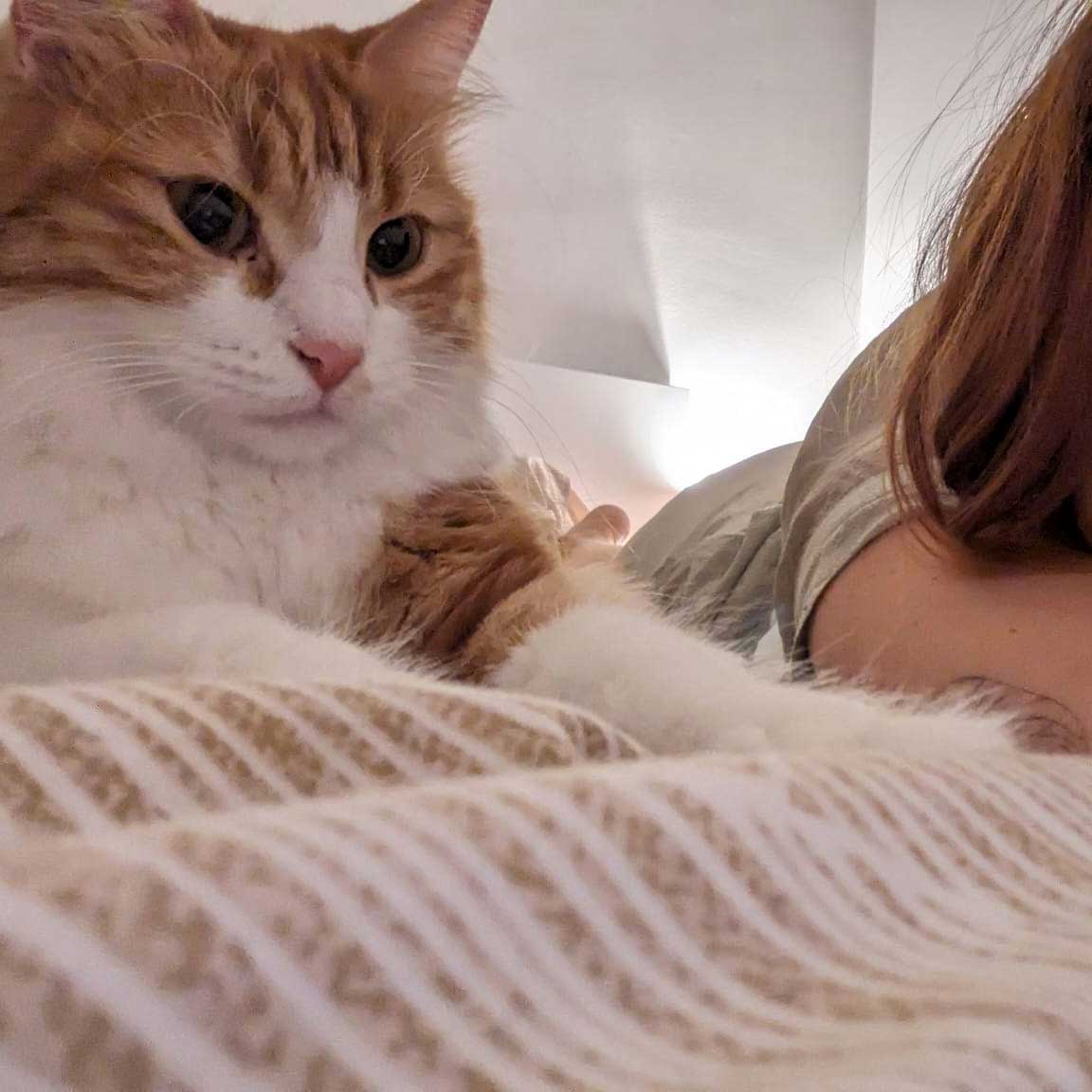 LOUNA: AN UNWANTED KITTEN