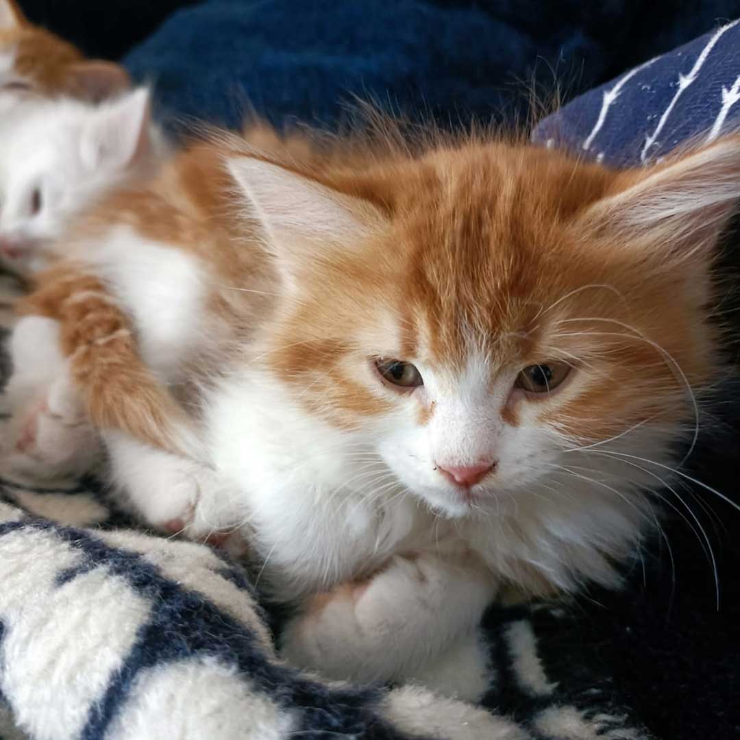 LOUNA: AN UNWANTED KITTEN