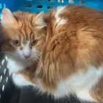 LOUNA: AN UNWANTED KITTEN