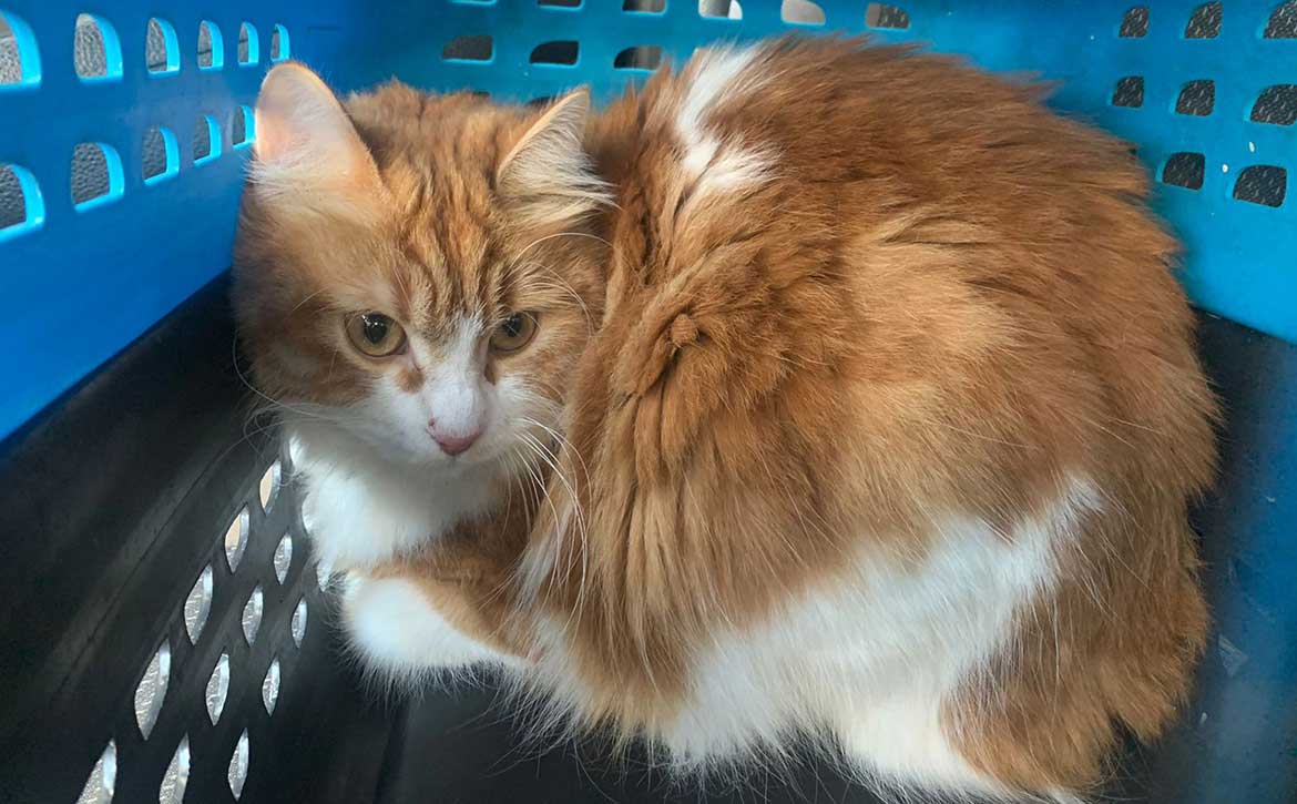 LOUNA: AN UNWANTED KITTEN