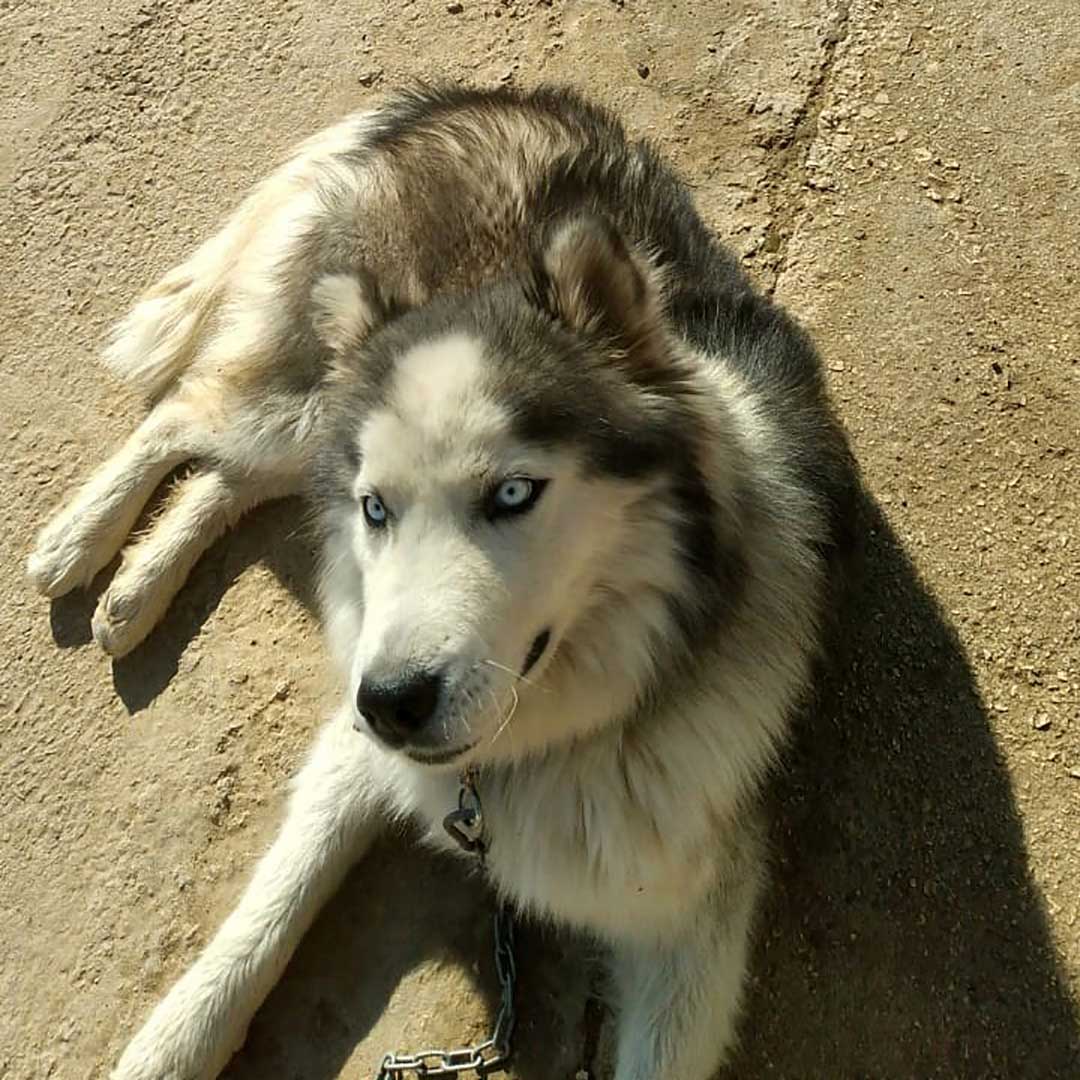 MILOU THE UNWANTED HUSKY BECAUSE NEUTERED