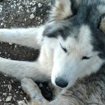 MILOU THE UNWANTED HUSKY BECAUSE NEUTERED