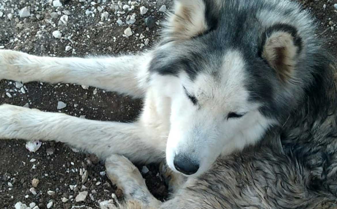 MILOU THE UNWANTED HUSKY BECAUSE NEUTERED