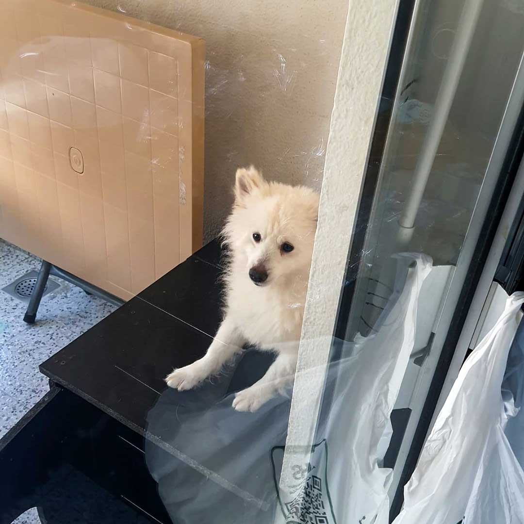 PEANUT THE BOUGHT PUPPY