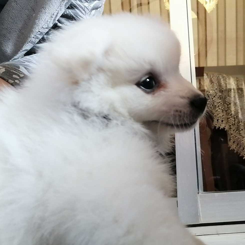 PEANUT THE BOUGHT PUPPY