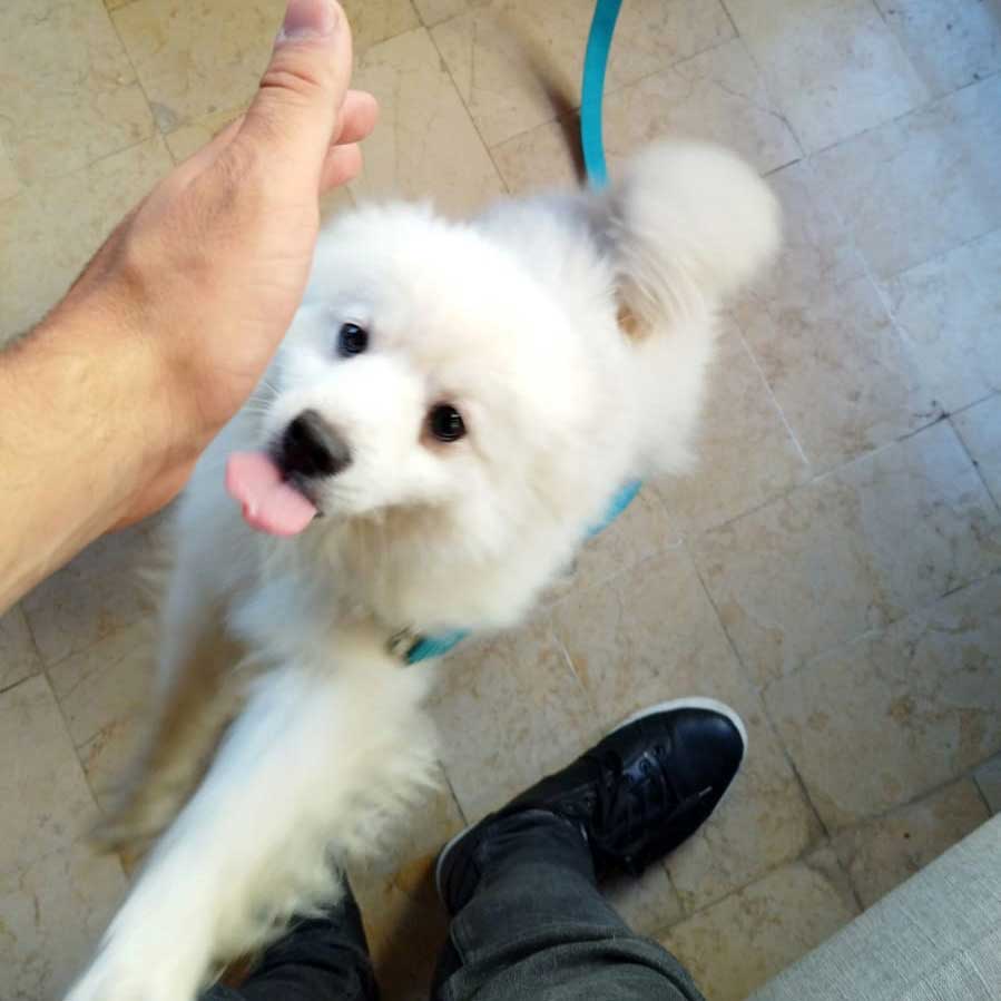 PEANUT THE BOUGHT PUPPY
