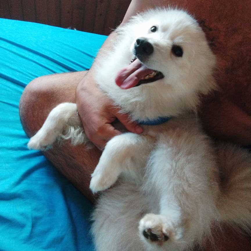 PEANUT THE BOUGHT PUPPY