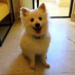 PEANUT THE BOUGHT PUPPY