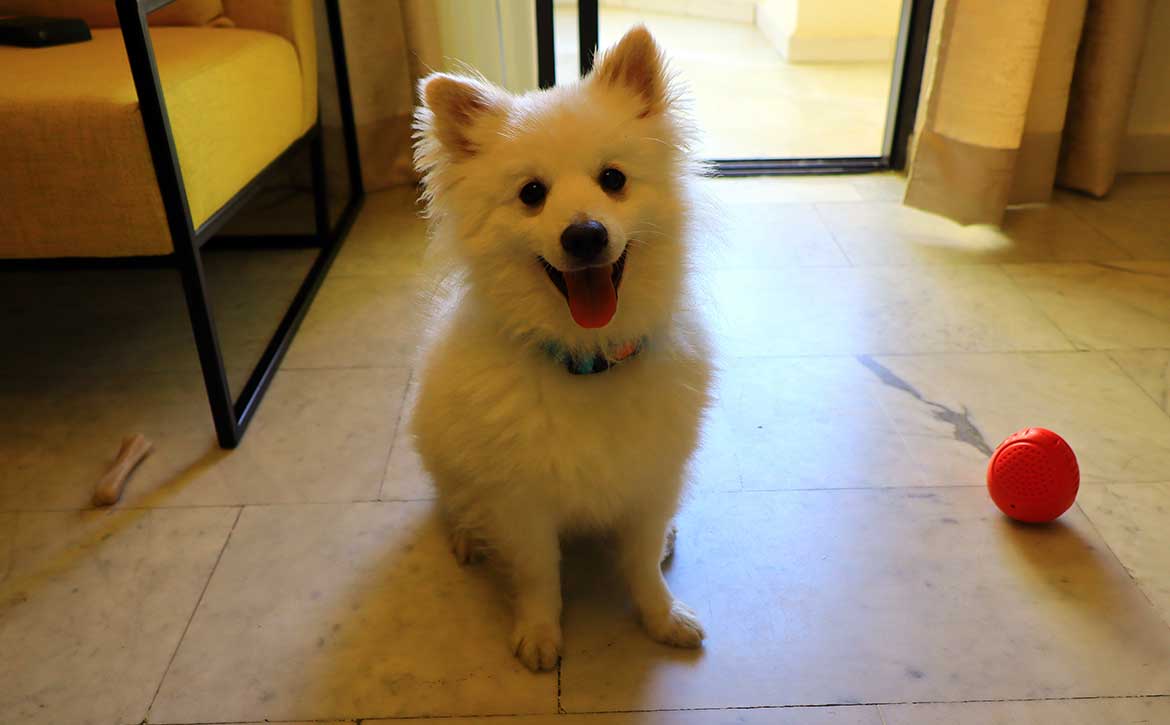 PEANUT THE BOUGHT PUPPY