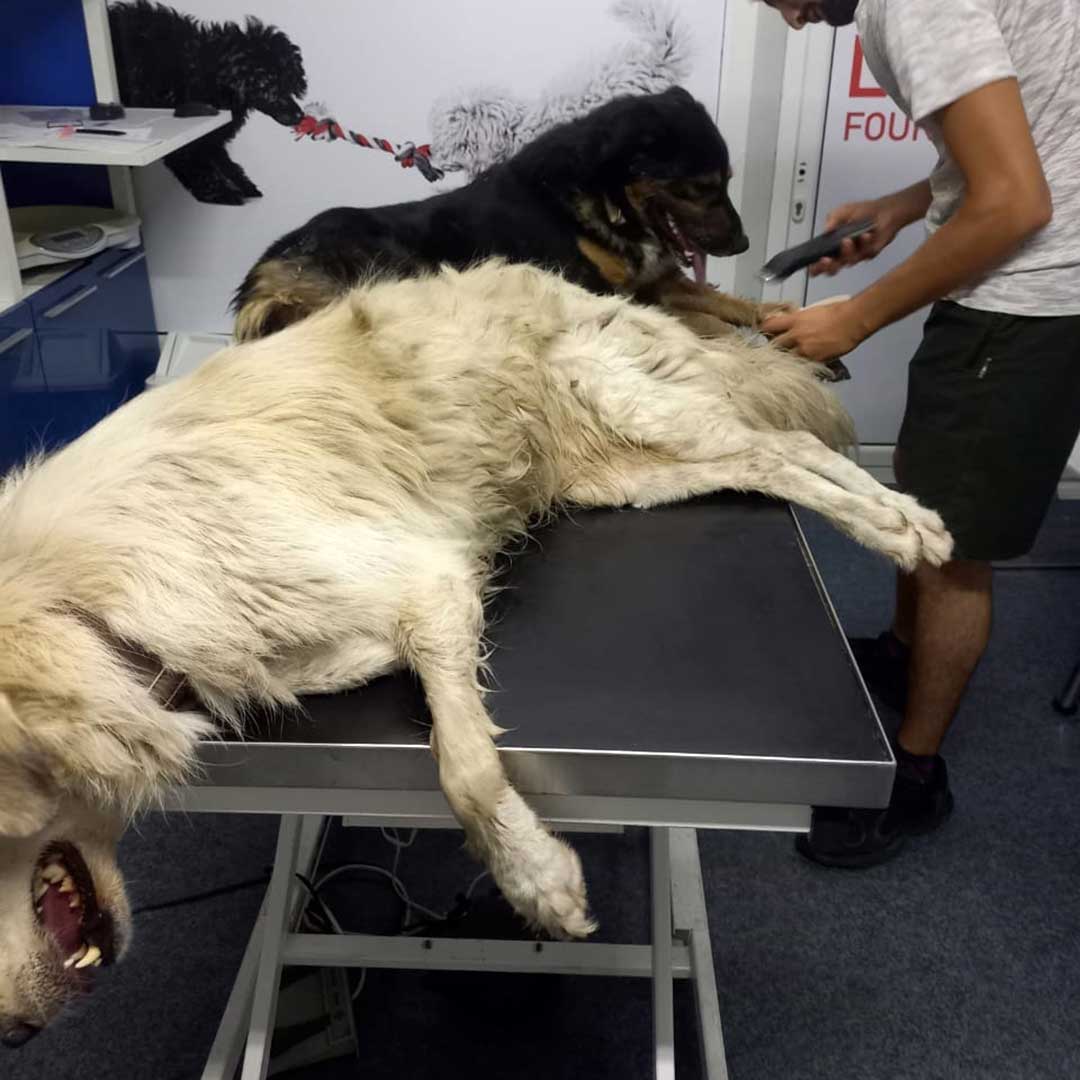 CHEKKA'S POISONED STRAYS - SUMMER 2023