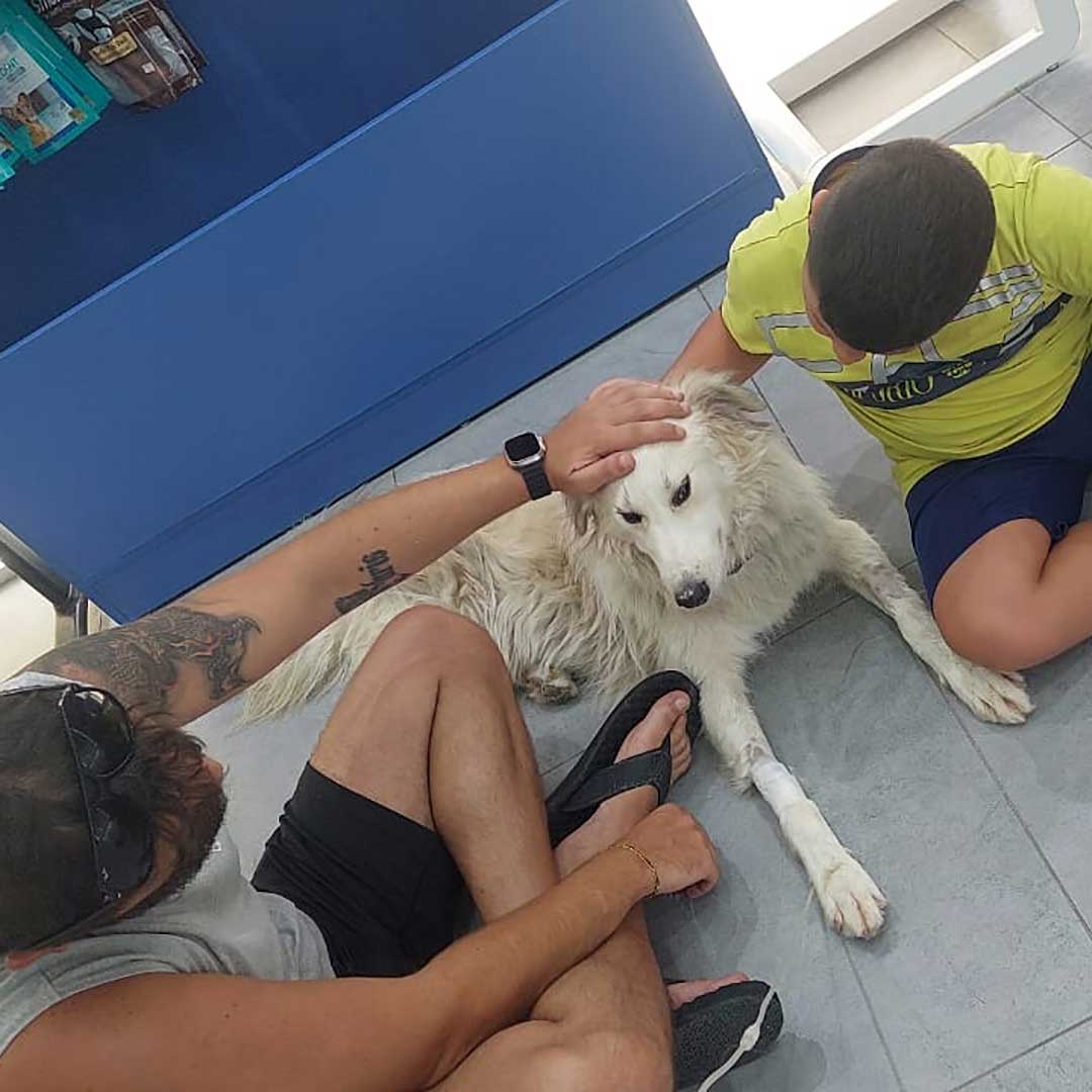 CHEKKA'S POISONED STRAYS - SUMMER 2023