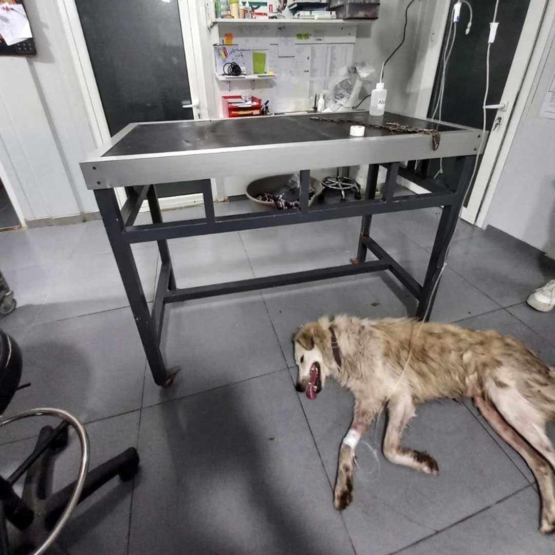 CHEKKA'S POISONED STRAYS - SUMMER 2023